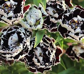 Dianthus Black 1ron