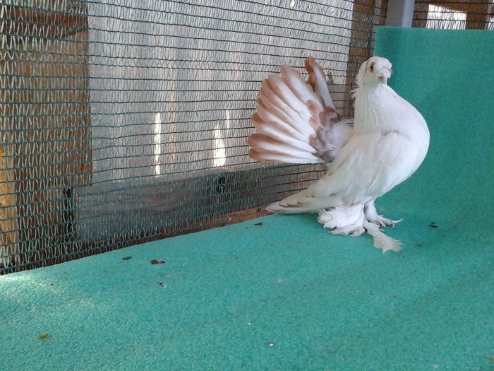 F 2015,  5344,  200 lei