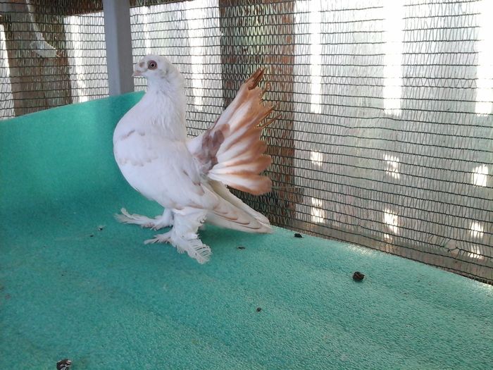 F 2015, 5344,  200 lei