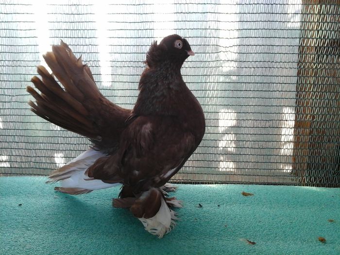 M 5259;  2015 vandut