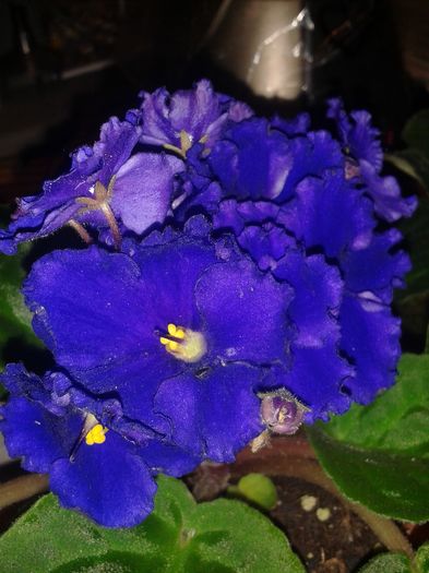 20160201_171310 - FLORILE ZAPEZII