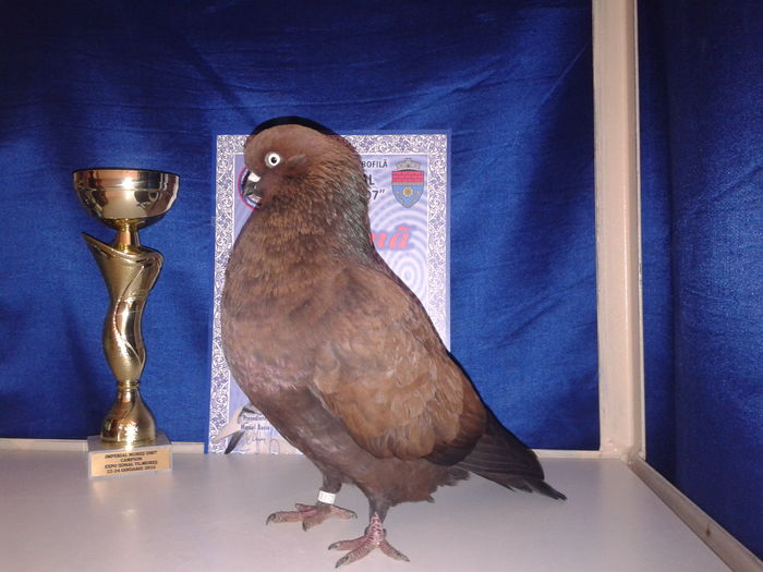 Mascul 2015 -Targu Mures 2016 - Campioni in Expozitii Zonale