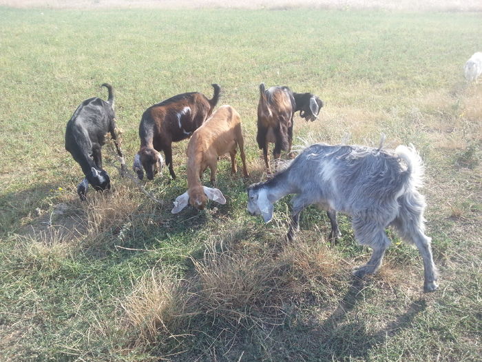 2015-08-10 tapi; au facut treaba buna in toamna
