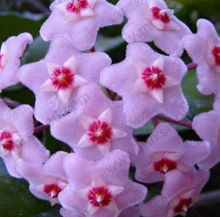 Hoya