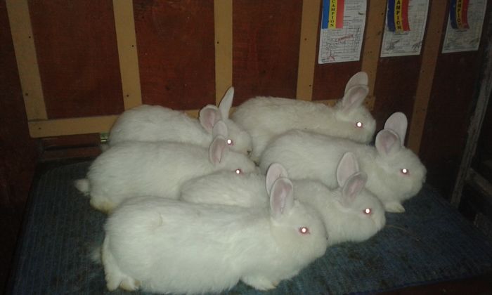 CUIB (1); MAMA -Austria ,,,
Tata- Slovac 1
