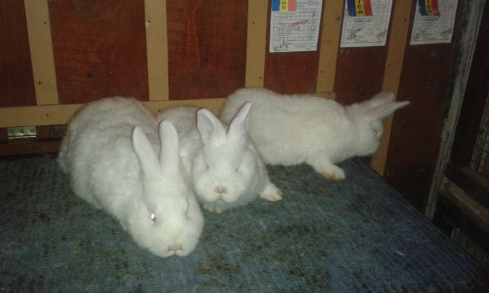 CUIB 3; MAMA--DE LA MINE,,, 
TATA---MASCUL  3
