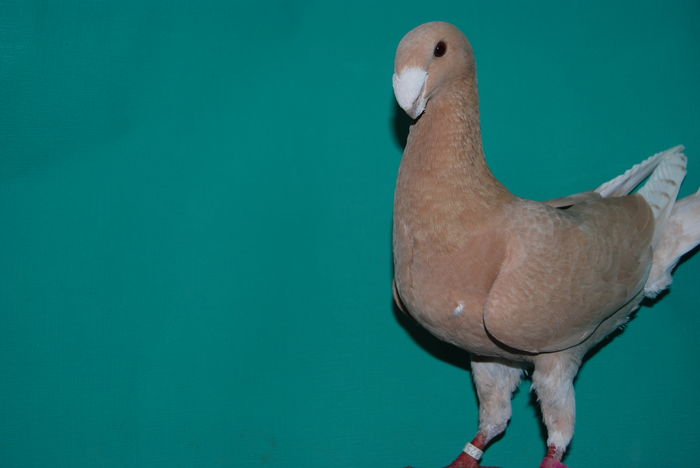 DSC_0069sg95 SE fem.nurnberg; cr.bozidar ilic
