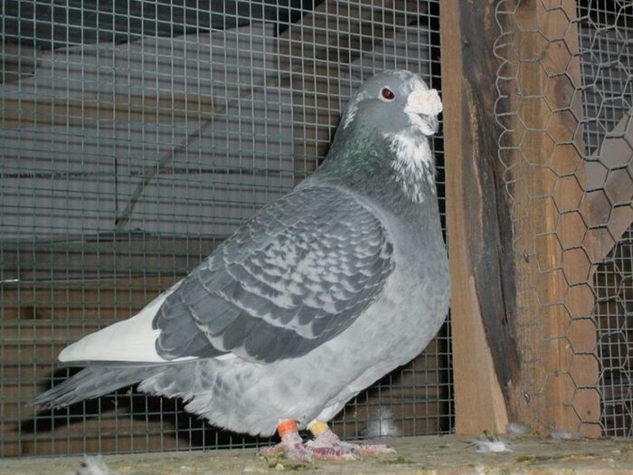 12418088_110999459281160_2565231051687321026_n