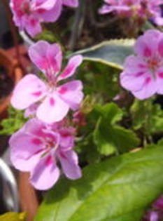  - Muscatele mele frumoase 2016