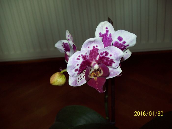 103_5483 - Orhidee