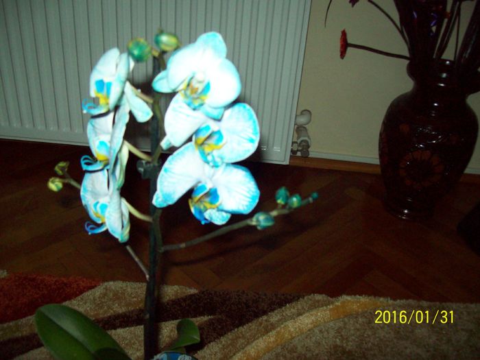 103_5490 - Orhidee