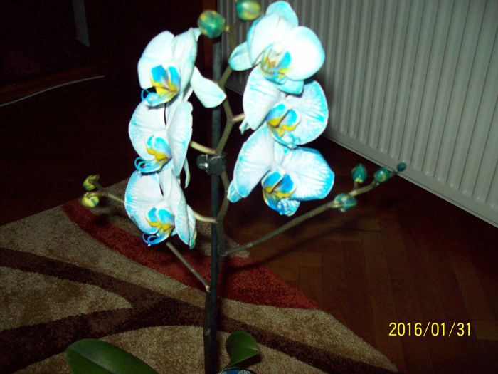 103_5491 - Orhidee
