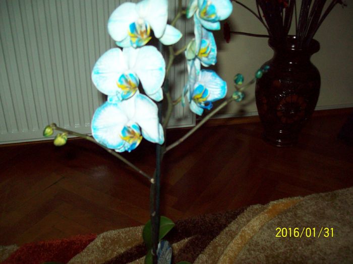 103_5492 - Orhidee