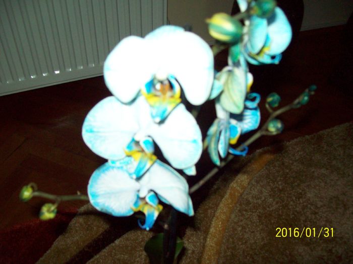 103_5493 - Orhidee