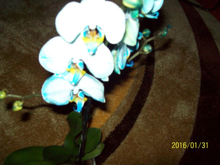 103_5494 - Orhidee