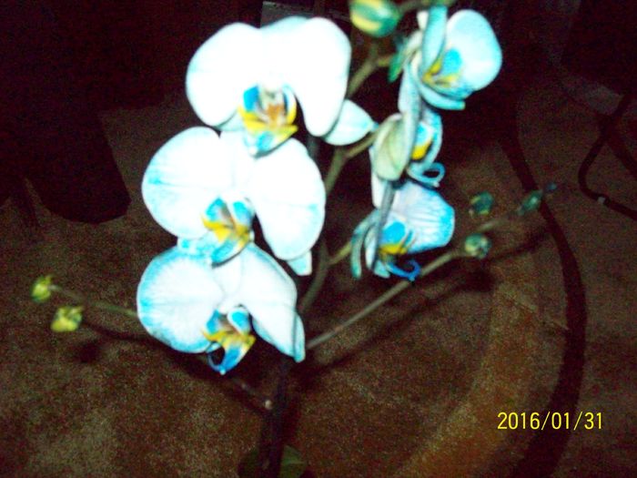 103_5496 - Orhidee