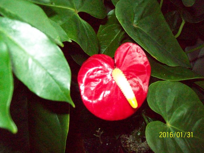 103_5503 - Anthurium