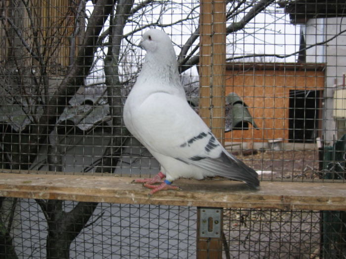 TOTO - vandut 2016; Mascul 2014.
