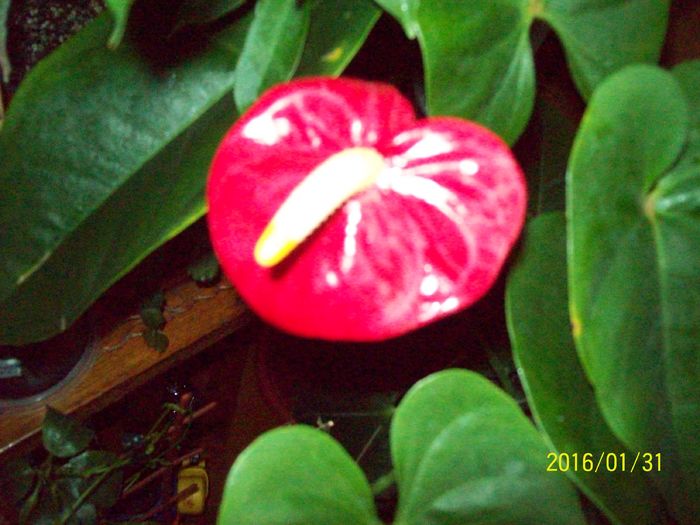 103_5502 - Anthurium