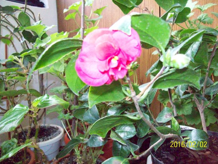 Camelie din 2016; Prima floricica!
