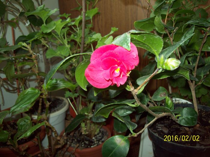 Camelie din 2016; Prima floricica !
