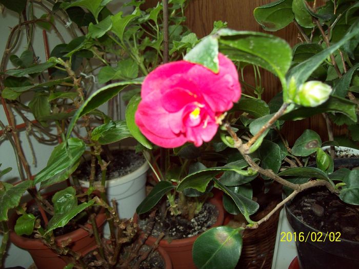 Camelie din 2016; Prima floricica!
