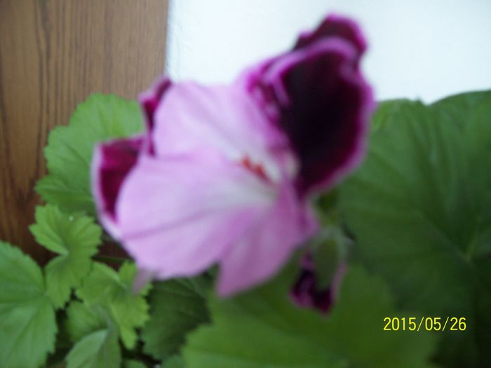 103_4510 - Muscate 2015-2016