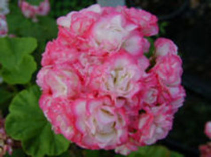 apple blossom am gasito; Am achizitionat aceste frumuseti.Pozele nu imi apartin dar cind o sa infloreasca voi posta poze.
