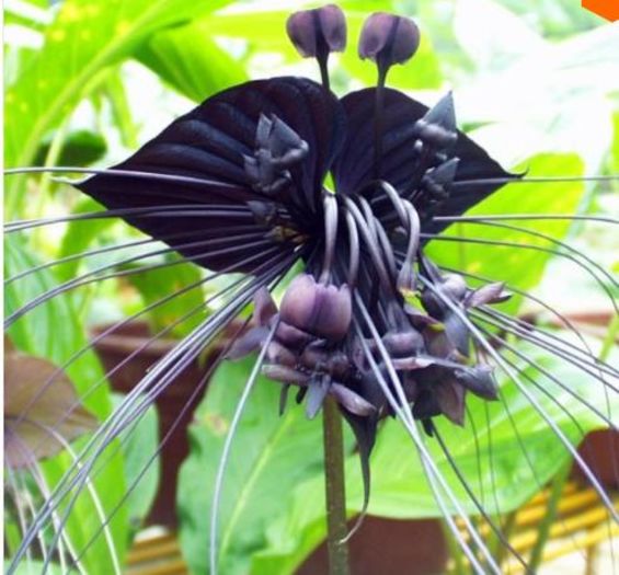 Black Tiger Orchid 2ron