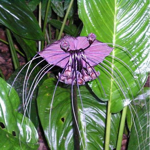 Black Tiger Orchid 2ron