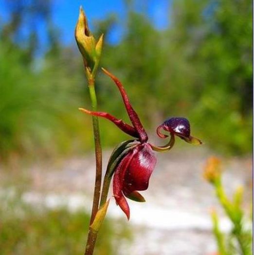 Flying Duck Orchid 2ron