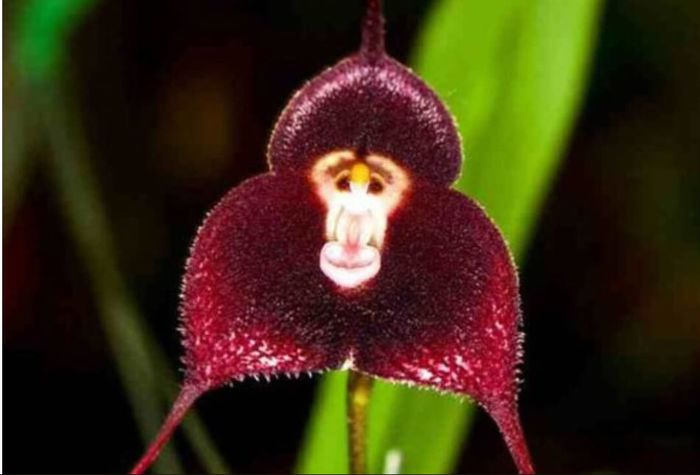 Monkey Face Orchid 2ron