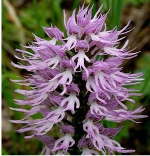 Pyramid Italian Orchid 2ron - AAA DE VANZARE SEMINTE FLORI RARE o noua transa