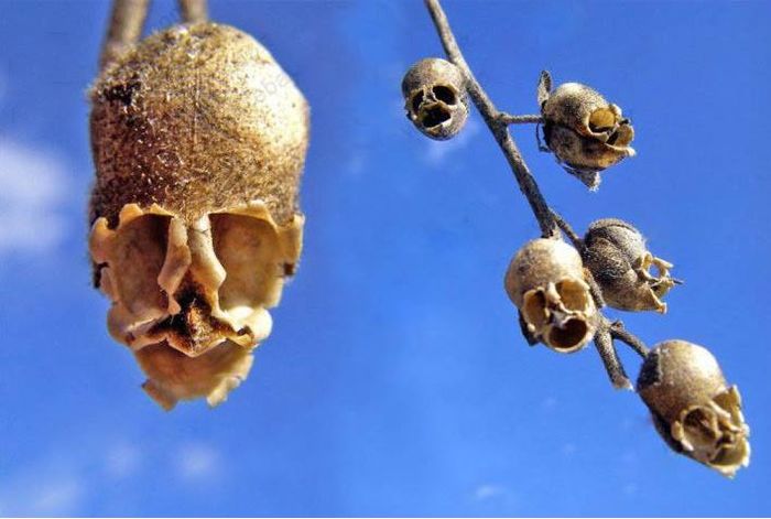 The Death Rose 2,5ron