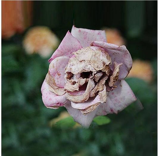 The Death Rose 2,5ron