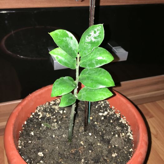 ZAMIOCULCAS-PUI - DISPONIBILE