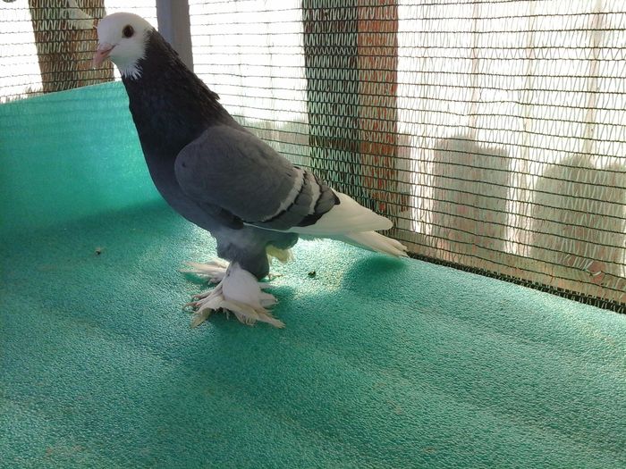 M, G 927, 2014, 65 lei