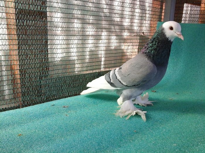 M, G 927, 2014, 65 lei