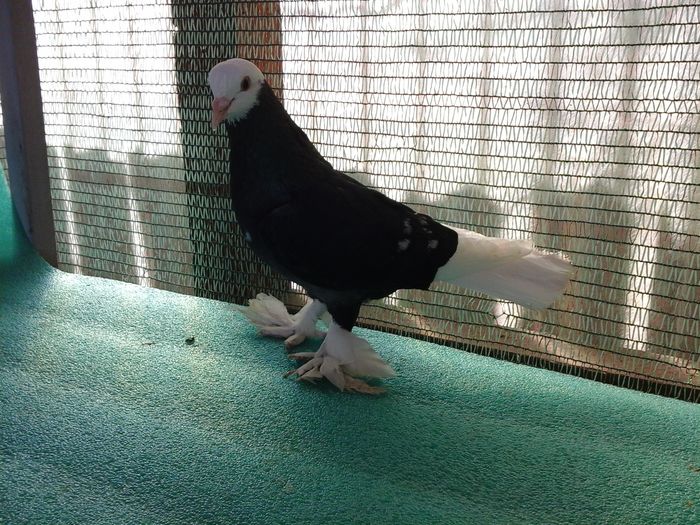 Mascul, X 108, 2012, vandut