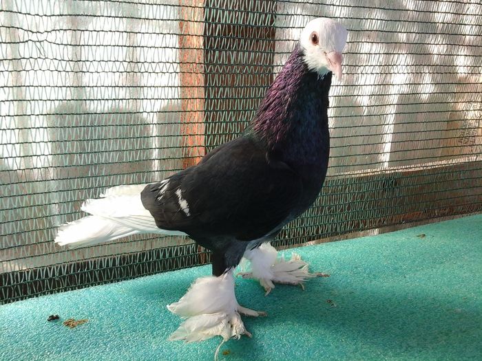 Mascul, X 108, 2012, vandut