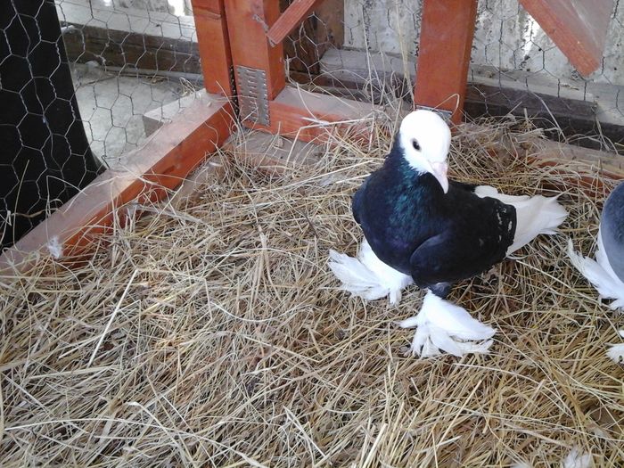 Mascul, X 108, 2012, vandut