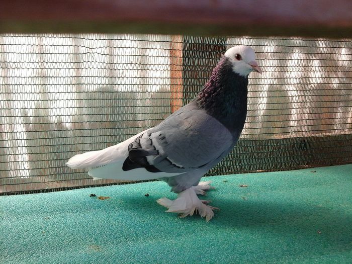 M, G 940, 2014, vandut