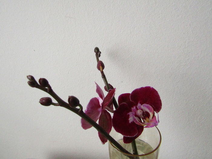 050 - Phalaenopsis