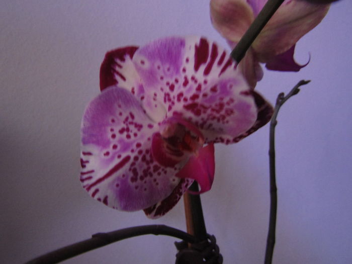 021 - Phalaenopsis