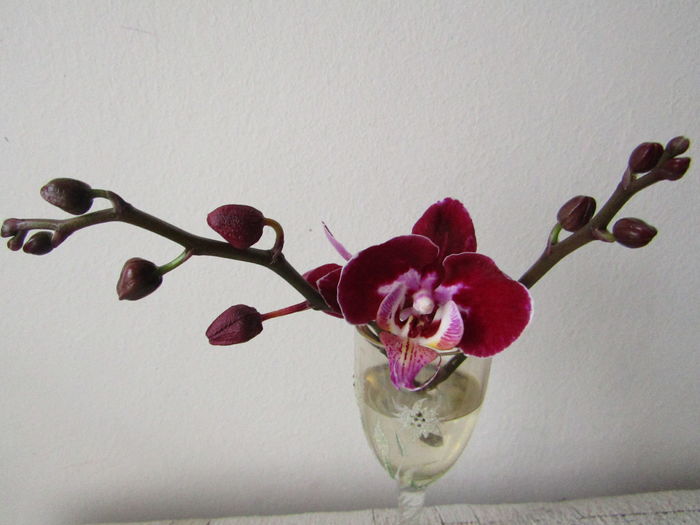 047 - Phalaenopsis