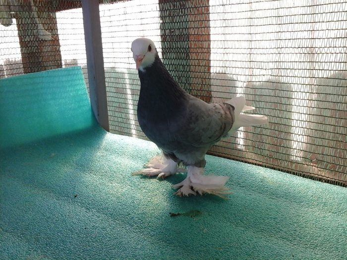 M, G 933, 2015, vandut