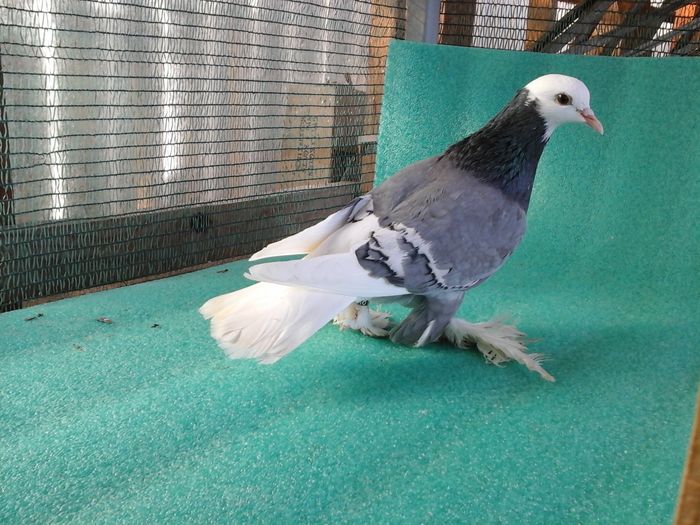 F, G 925, 2015, vanduta