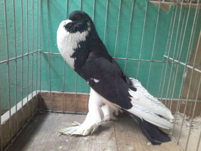 Fotografie-0014 - GUSATI DE POMERANIA DE VANZARE 0744230652