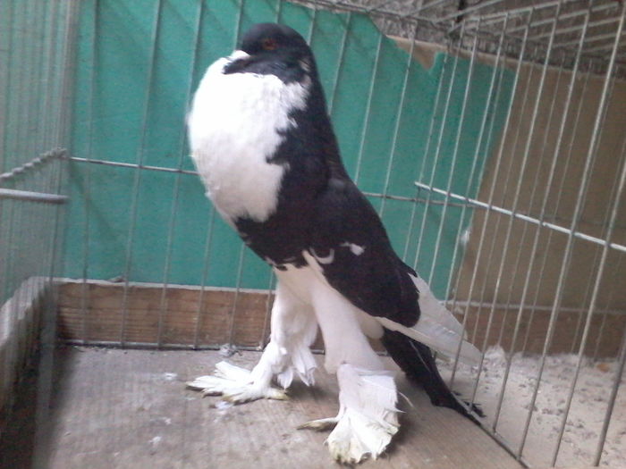 FEMELA 2015vanduta - GUSATI DE POMERANIA DE VANZARE 0744230652