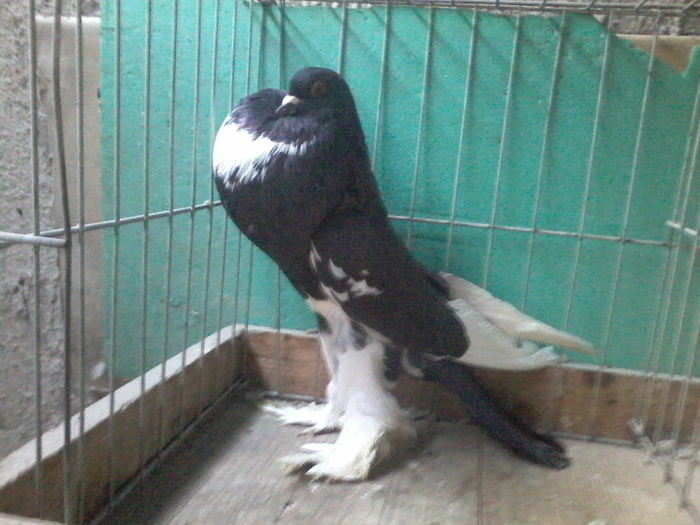 Fotografie-0021 - GUSATI DE POMERANIA DE VANZARE 0744230652